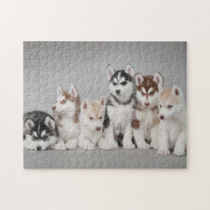 Quebra-cabeça Retrato de seis cachorros husky siberianos