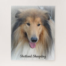 Retrato de Shetland Sheepdog