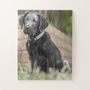 Quebra-cabeça Retrato de um filhote de labrador