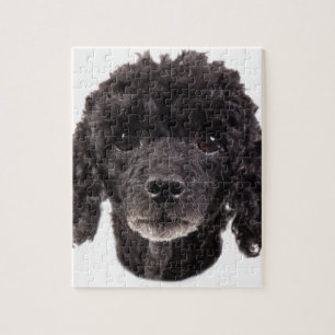 Quebra-cabeça Retrato de uma caniche preta