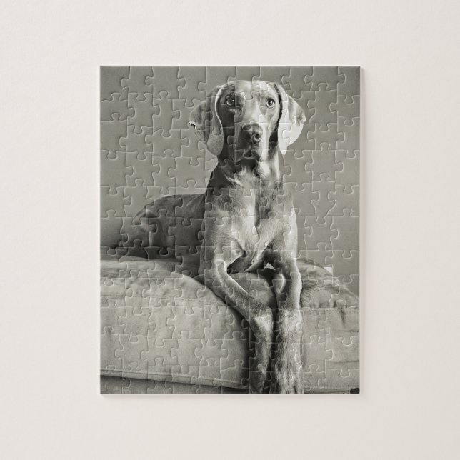 Quebra-cabeça Retrato de Weimaraner (Vertical)