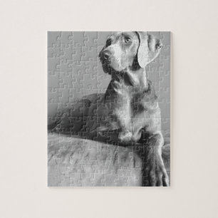 Quebra-cabeça Retrato de Weimaraner