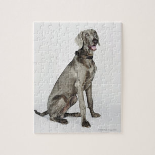 Quebra-cabeça Retrato do cão de Weimaraner