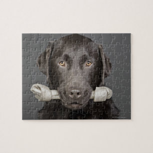 Quebra-cabeça Retrato do chocolate Labrador