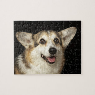 Quebra-cabeça Retrato do Corgi preto, marrom e branco
