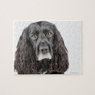 Quebra-cabeça Retrato do estúdio de cocker spaniel