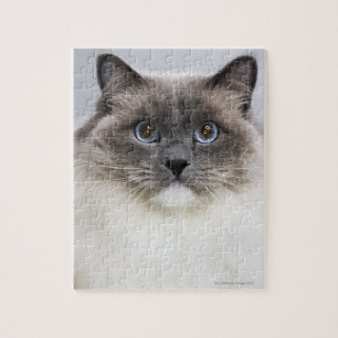 Quebra-cabeça Retrato do gato de Ragdoll