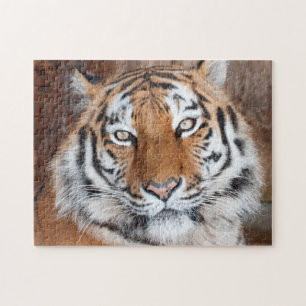 Quebra-cabeça Retrato Tigre