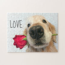 Retriever de ouro com amor de Namorados Rosa verme