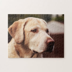 Quebra-cabeça Retriever Labrador
