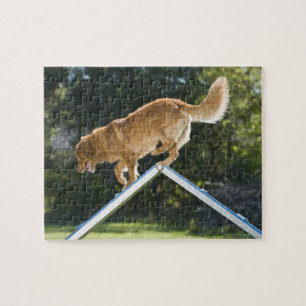 Quebra-cabeça retriever pato-anunciando de Nova Escócia