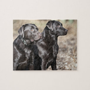 Quebra-cabeça Retrievers de Labrador pretos