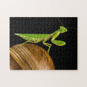 Quebra-cabeça Rezando Mantis Macro