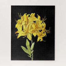 Rhododendron luteum (Azalea Ponta)