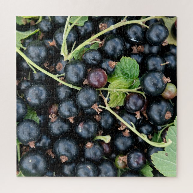 Quebra-cabeça Ribes nigrum colheita de amoras (Vertical)