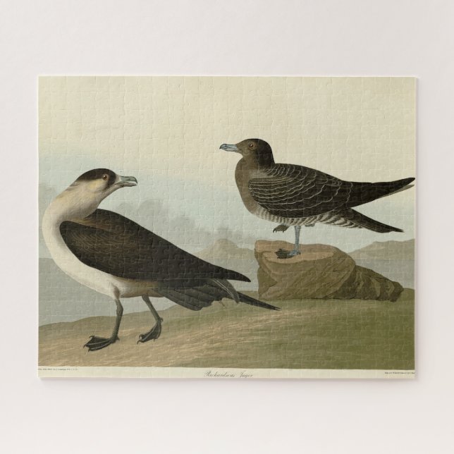 Quebra-cabeça Richardson's Jager das Aves da América de Audubon (Horizontal)