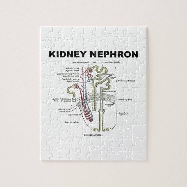 Quebra-cabeça Rim Nephron (livro de texto da anatomia do cinza) (Vertical)