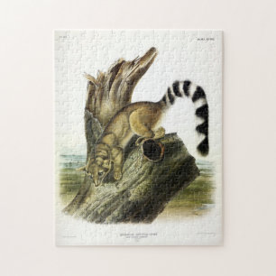 Quebra-cabeça Ringtail (Bassaris de Anel, Gato de Anel)