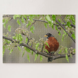 Quebra-cabeça Robin Perch Americano no Branch w/Primavera Blooms