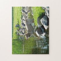 Rochas do lago labrador Retriever