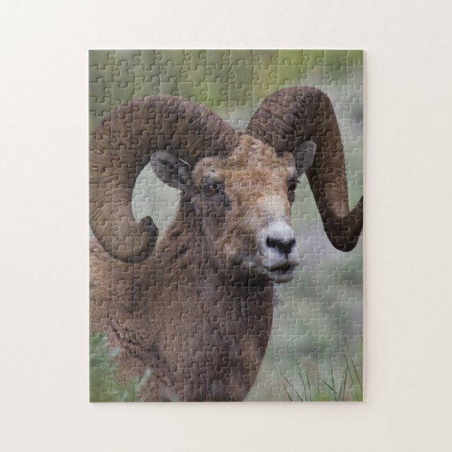 Quebra-cabeça Rocky Mountain Bighorn Sheam Ram (Vertical)