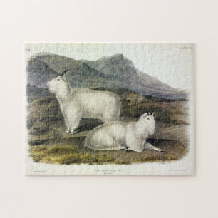 Quebra-cabeça Rocky Mountain Goat (Americana de Capra por Audubo
