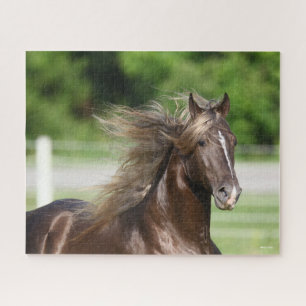 Quebra-cabeça Rocky Mountain Horse Stallion Headshot