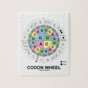 Quebra-cabeça Roda do Codon (ácidos aminados dos Codons do RNA)