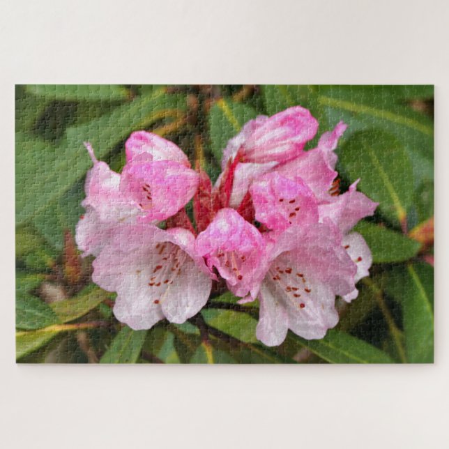 Quebra-cabeça Rododendro Rosa, Dandenong Ranges, Austrália (Horizontal)