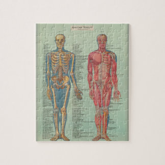 Quebra-cabeça Rompecabezas - Anatomía