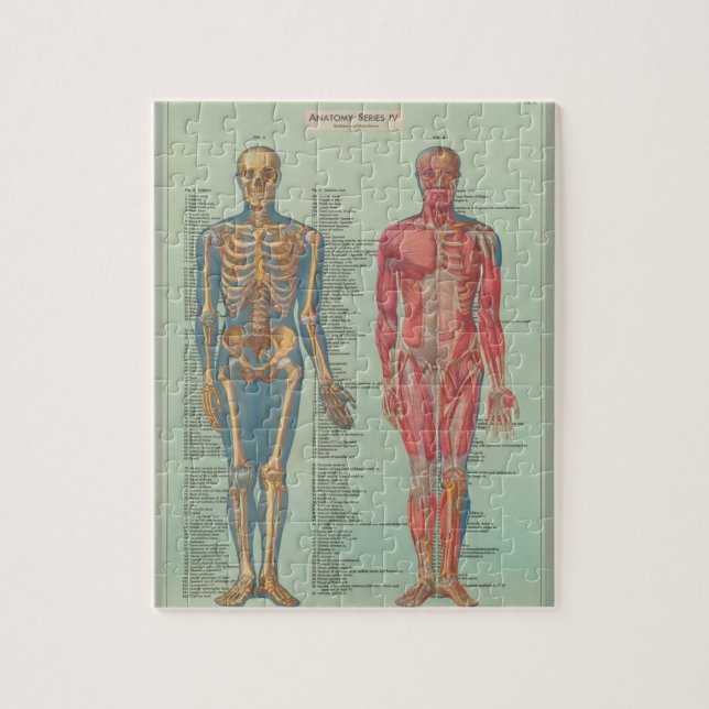 Quebra-cabeça Rompecabezas - Anatomía (Vertical)