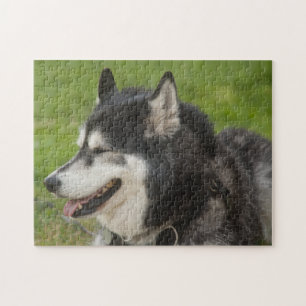 Quebra-cabeça ronco do cão