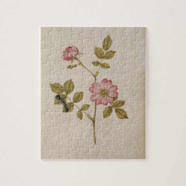 Quebra-cabeça Rosa Canina - Dogrose e Caterpillar (lápis & com (Vertical)