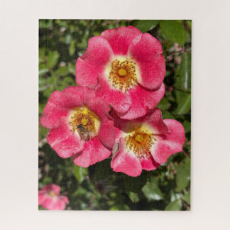 Quebra-cabeça Rosa de Arbusto de Pétala Única Rosa, San Mateo