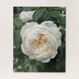 Quebra-cabeça Rosa Inglesa Creme, São Francisco