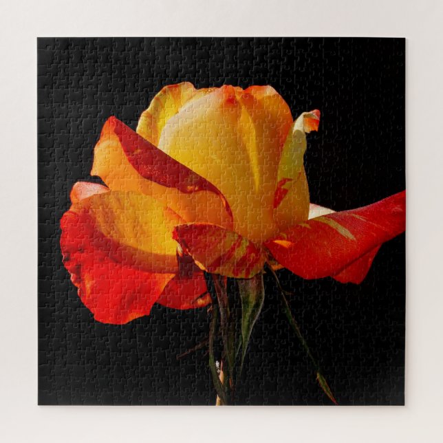 Quebra-cabeça Rosa Laranja Peachy (Vertical)