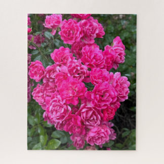 Quebra-cabeça Rosa Polyantha Rosa Pálida, Oakland