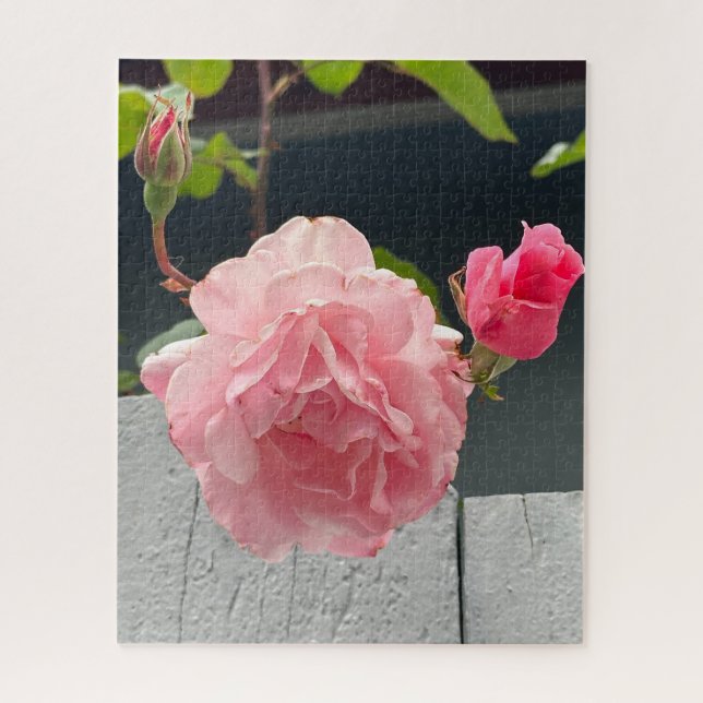 Quebra-cabeça Rosa Rosa em Cerca de Madeira, Oakland (Vertical)