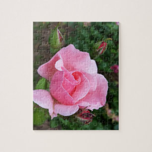 Quebra-cabeça rosa rosa rosa florescente