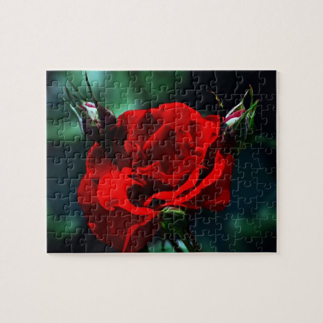 Quebra-cabeça rosa vermelha dia de os namorados (Horizontal)