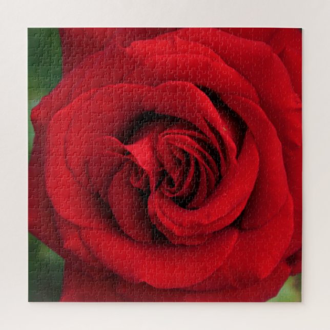 Quebra-cabeça Rosa vermelha grande Solteiro para cima Fechar (Vertical)