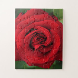 Quebra-cabeça Rosa vermelha grande Solteiro para cima Fechar