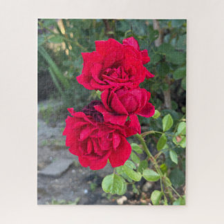Quebra-cabeça Rosa Vermelha, Oakland