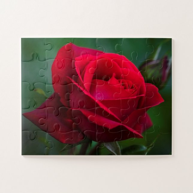 Quebra-cabeça Rosas são vermelhos 11"x14" fáceis (Horizontal)