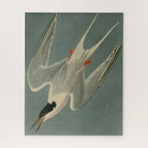 Quebra-cabeça Roseate Tern das Aves da América de Audubon