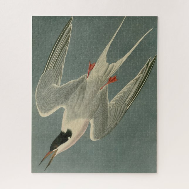 Quebra-cabeça Roseate Tern das Aves da América de Audubon (Vertical)