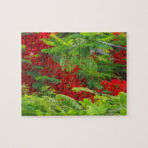 Quebra-cabeça Royal Poinciana