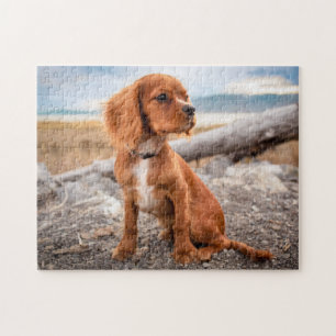 Quebra-cabeça Ruby Cavalier Rei Charles Spaniel Cachorro