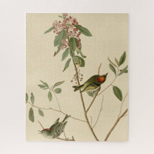 Quebra-cabeça Ruby coroado Wren (Kinglet) Audubon Birds América