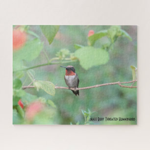 Quebra-cabeça Ruby Throated Hummingbird, do amante de aves